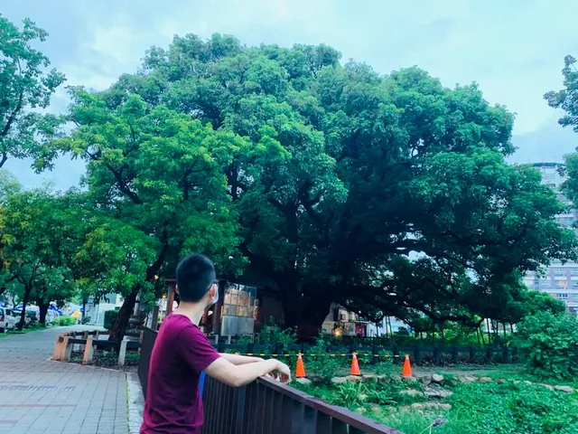 探尋台中老樹｜車水馬龍旁的巨木與菩薩寺（第 1 張，共 5 張）