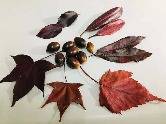 紅色｜森林抹上了紅妝（第 1 張，共 2 張）