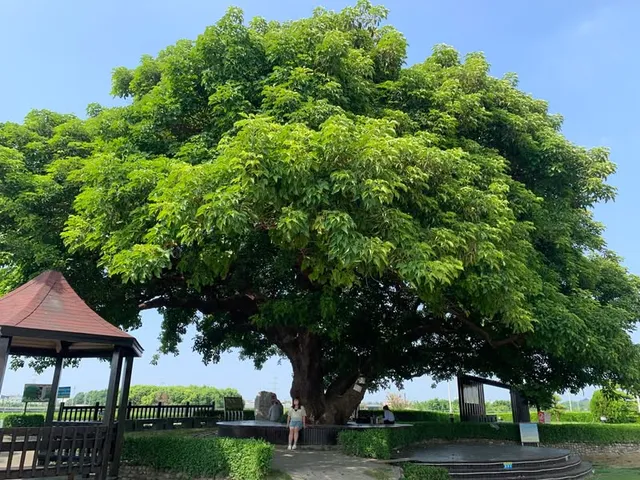 彰化田中的茄苳樹｜35 度的稻浪與樹蔭（第 1 張，共 3 張）