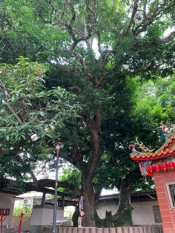 探訪石岡老樹｜百年芒果樹與夏日芒果冰（第 1 張，共 3 張）