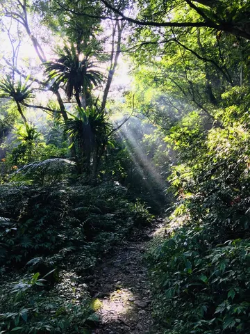 林間｜竹筒綠豆湯與吊床的夏天（第 1 張，共 5 張）