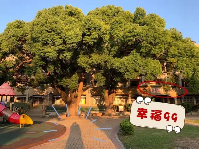 彰化和美新庄國小｜四層樓高的夫妻樟樹（第 1 張，共 1 張）