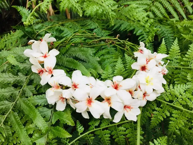 油桐花圈｜把五月的白編織成花圈（第 1 張，共 3 張）