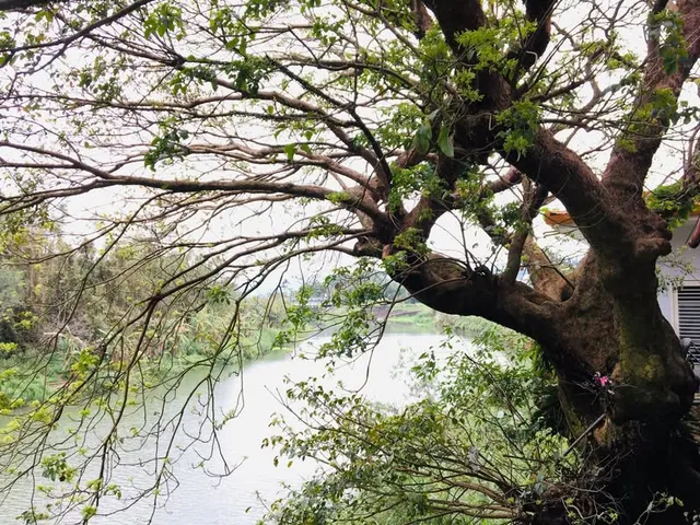 禪寺裡的垂息｜被水泥包覆的茄苳爺與芒果哥（第 2 張，共 5 張）