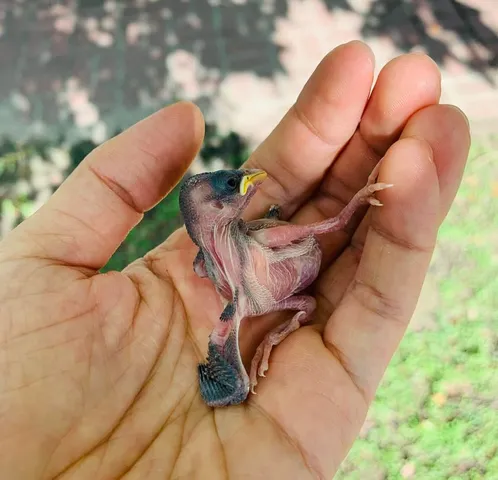 掌心裡的生命跳動｜救起兩隻快被烤熟的幼鳥（第 2 張，共 6 張）