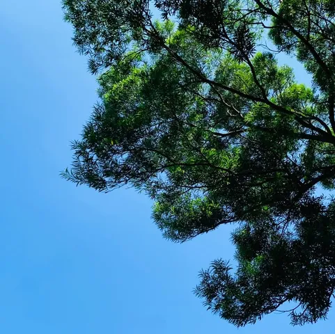 三芝老農夫農場露營｜樹蔭草地上的走繩與飛盤（第 2 張，共 3 張）