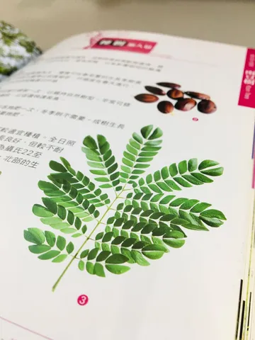 探尋台南老樹｜台南公園的百年雨豆樹（第 3 張，共 3 張）