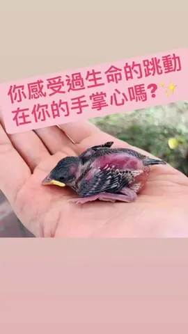 掌心裡的生命跳動｜救起兩隻快被烤熟的幼鳥（第 4 張，共 6 張）
