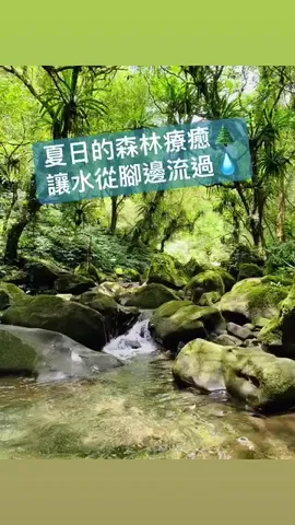 夏日的森林療癒｜馬胎古道，讓水從腳邊流過（第 4 張，共 5 張）