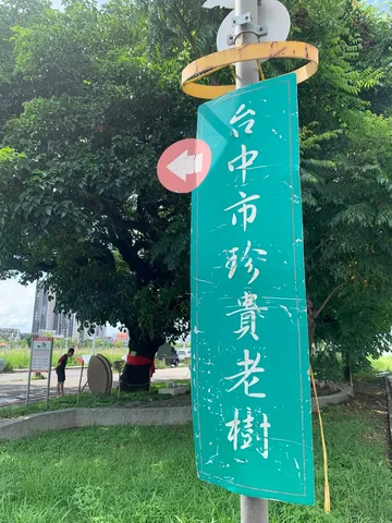 探尋台中老樹｜車水馬龍旁的巨木與菩薩寺（第 4 張，共 5 張）
