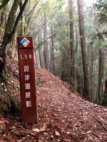 馬崙山的林｜松與杉的不同芬芳（第 5 張，共 5 張）