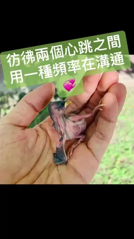 掌心裡的生命跳動｜救起兩隻快被烤熟的幼鳥（第 6 張，共 6 張）