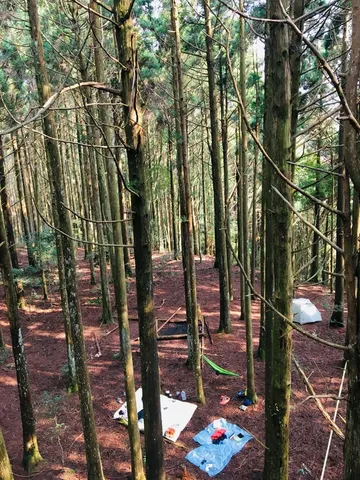 與樹｜高島縱走，和杉樹成為好朋友（第 8 張，共 9 張）